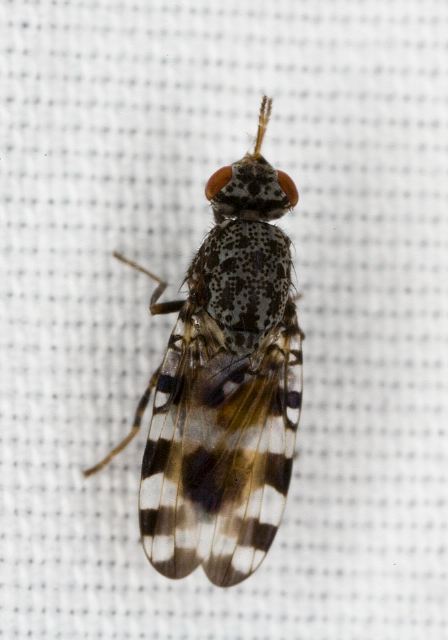 Pseudotephritis sp. Ulidiidae