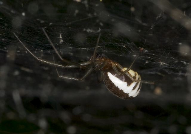 Frontinella pyramitela Linyphiidae