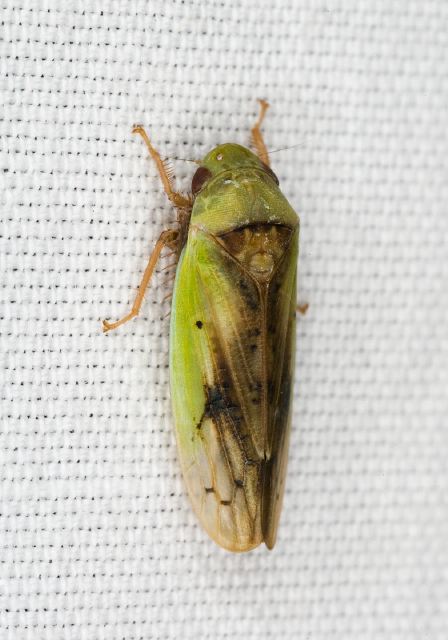 Ponana pectoralis Cicadellidae