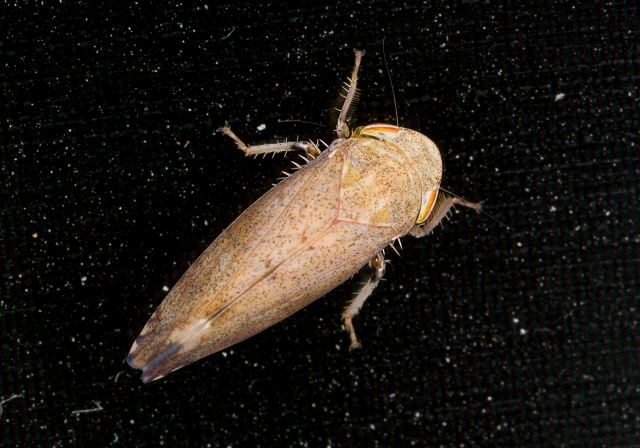 Fieberiella florii Cicadellidae