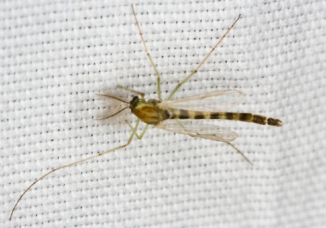   Chironomidae