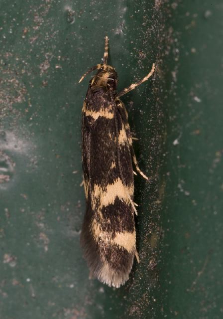 Oegoconia quadripuncta Autostichidae