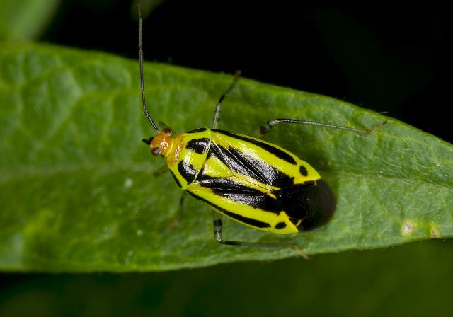 Poecilocapsus lineatus Miridae