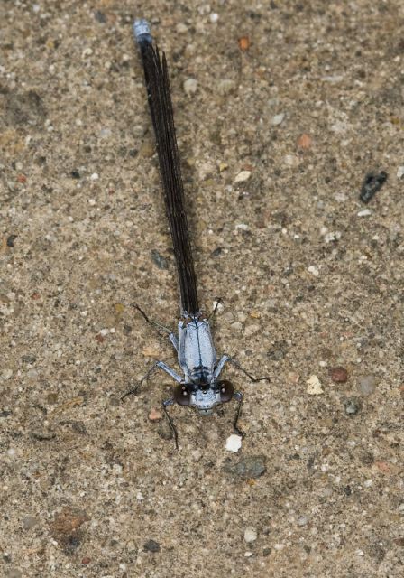 Argia moesta Coenagrionidae