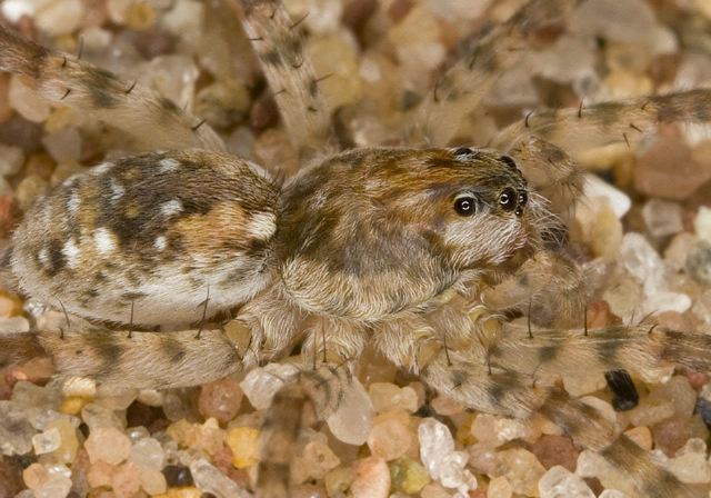   Lycosidae