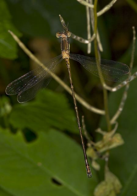 Lestes rectangularis Lestidae