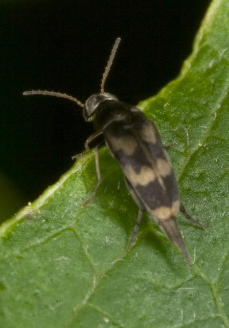 Mordellistena pubescens Mordellidae