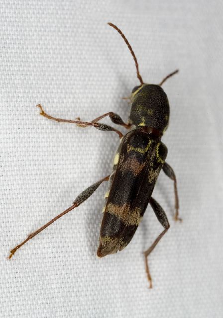 Xylotrechus colonus Cerambycidae