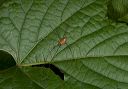 harvestman_1861