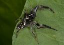 jumping_spider_1808