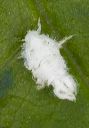 planthopper_1820