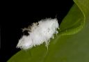 planthopper_1823