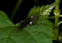 sawfly_1859