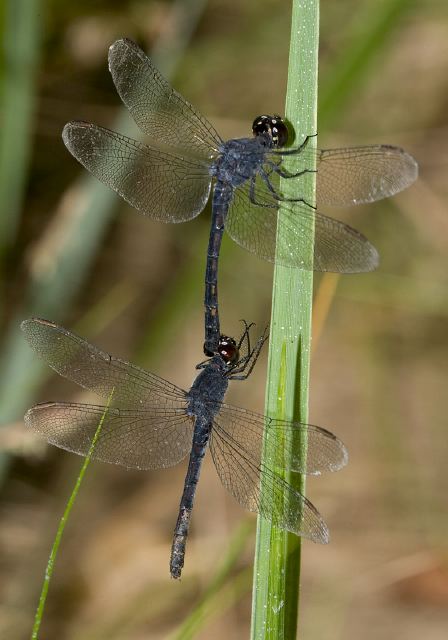 Erythrodiplax berenice Libellulidae