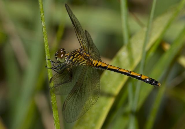 Erythrodiplax berenice Libellulidae