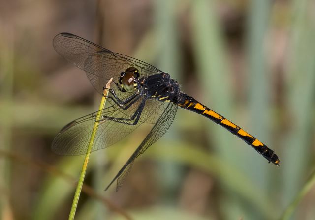 Erythrodiplax berenice Libellulidae