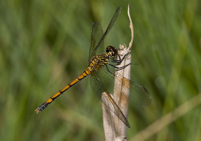 Erythrodiplax berenice Libellulidae