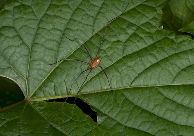 Leiobunum serratipalpe? Sclerosomatidae