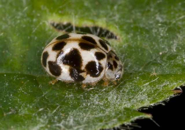 Psyllobora vigintimaculata Coccinellidae