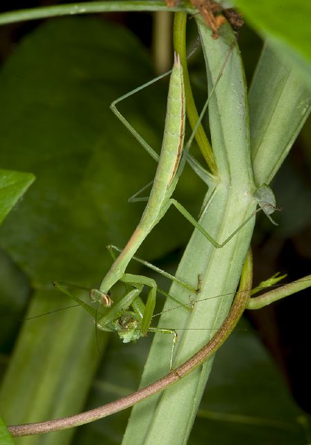 Tenodera aridifolia Mantidae