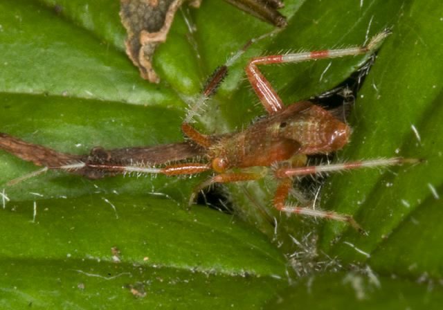 Neurocolpus nubilus? Miridae