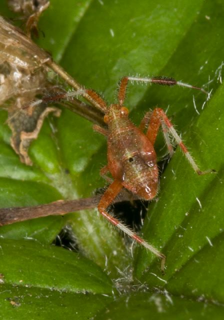 Neurocolpus nubilus? Miridae