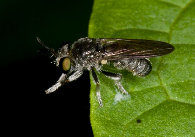 Cerotainia albipilosa Asilidae