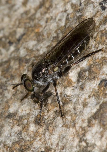 Atomosia sp. Asilidae