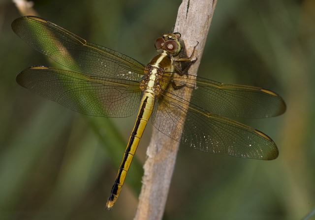 Libellula needhami Libellulidae