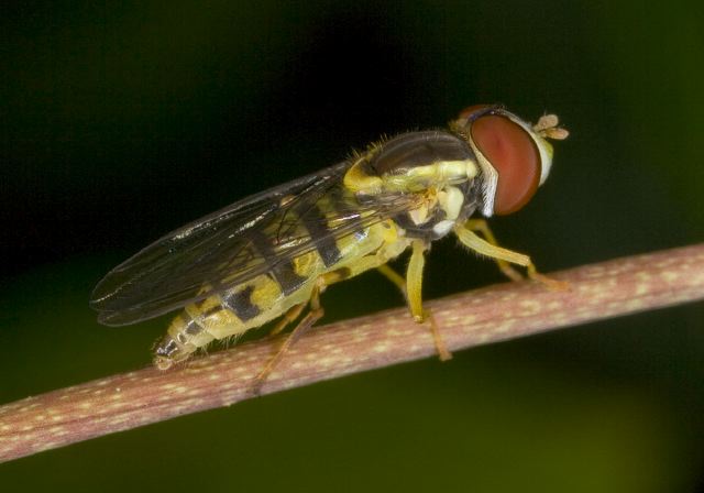 Toxomerus geminatus? Syrphidae