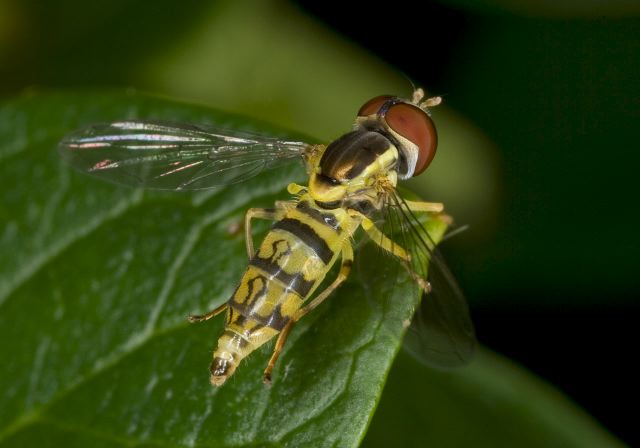 Toxomerus geminatus? Syrphidae