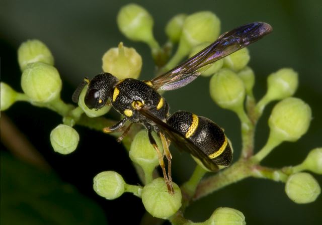 Parancistrocerus perennis Vespidae