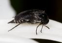 beetle_2371