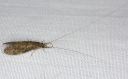 caddisfly_2301