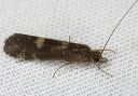 caddisfly_2458