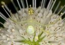 crab_spider_2377