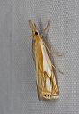 crambus_2478