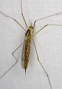 crane_fly_2452