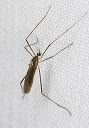 crane_fly_2491