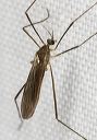 crane_fly_b_2491