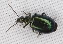 ground_beetle_2497