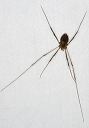 harvestman_2423