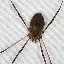 harvestman_2425