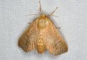 moth_2280