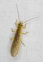 stonefly_2293