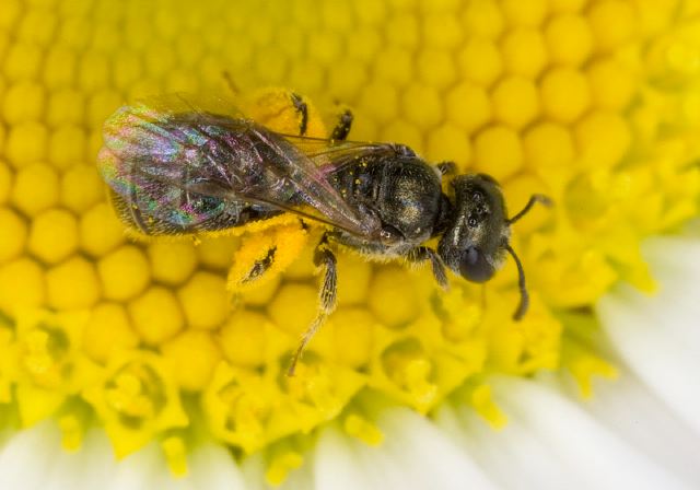 Lasioglossum (Dialictus) imitatum? Halictidae