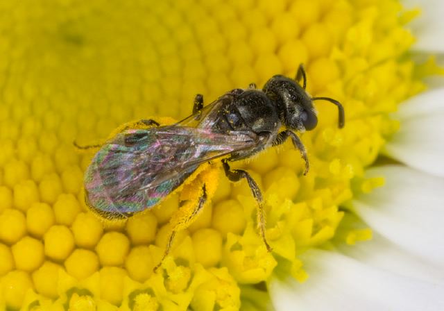 Lasioglossum (Dialictus) imitatum? Halictidae