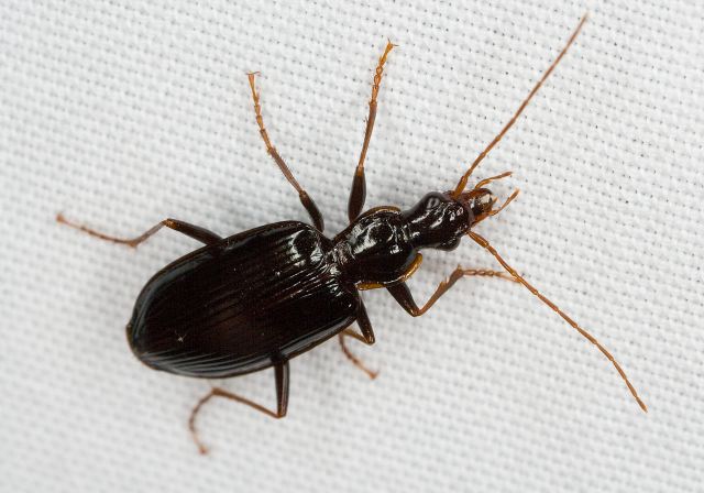 Platynus sp. Carabidae