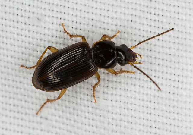 Stenolophus ochropezus Carabidae