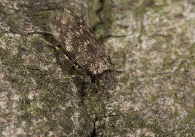 Echmepteryx sp. Lepidopsocidae